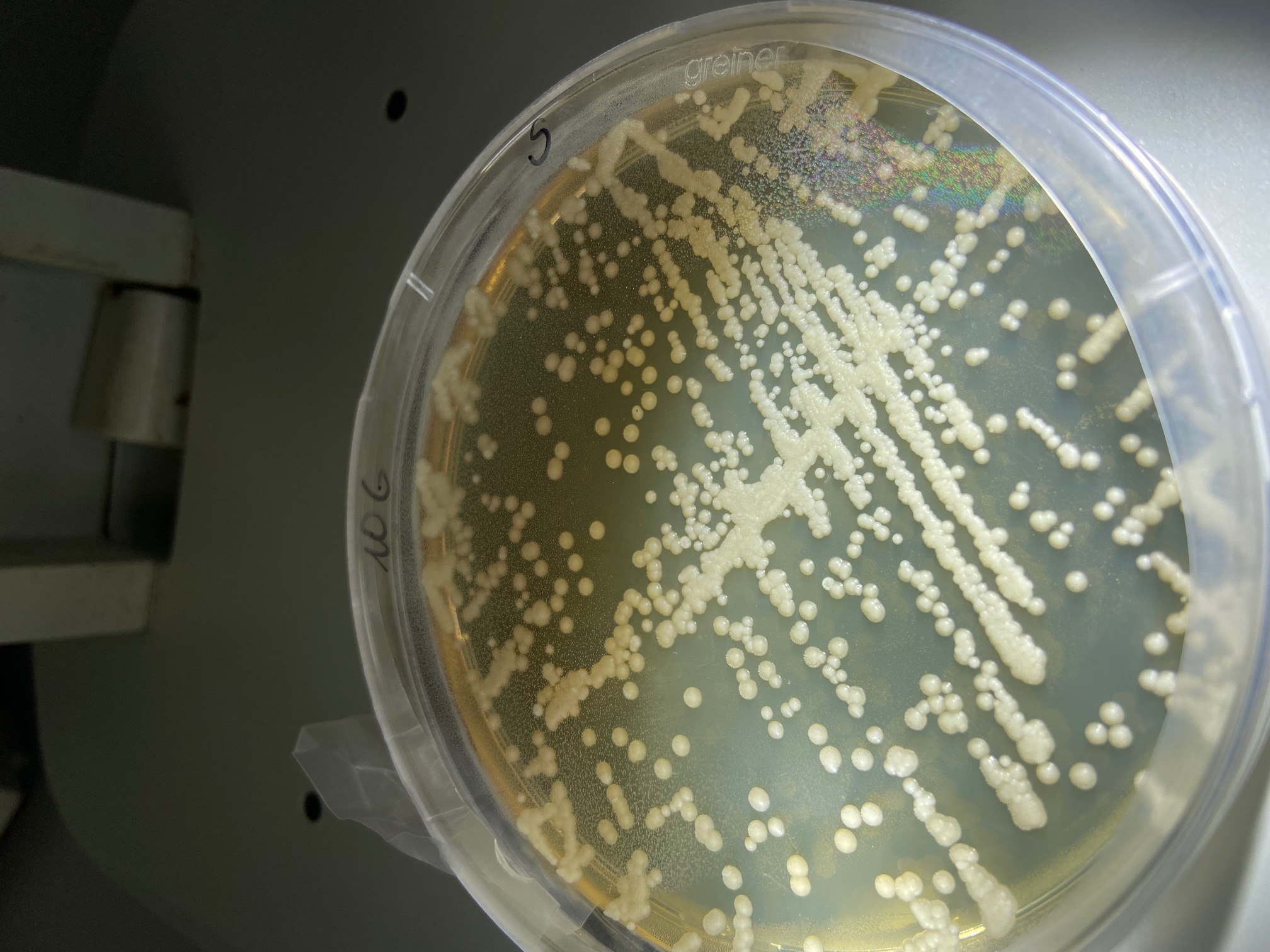 We cultivate oil-degrading microorganisms in the laboratory